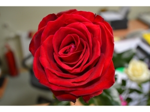 J.Pilsudska Daugavpils valsts poļu ģimnāzija